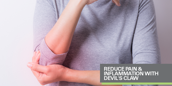 Reduce Pain & Inflammation with Devil's Claw (Harpagophytum procumbens)