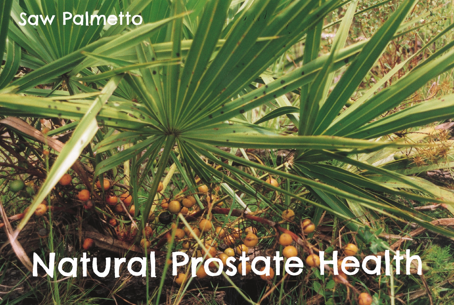 How to Keep your Prostate Healthy Naturally