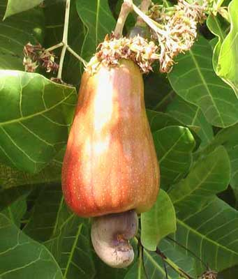 nutritional value cashew
