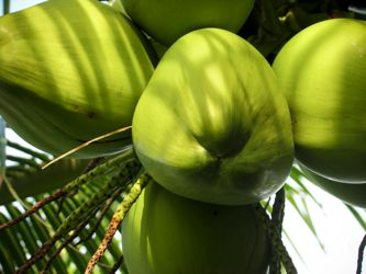 health benefits coconuts