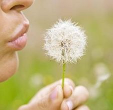 health benefits dandelion