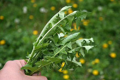 Health Benefits Of Dandelion Greens