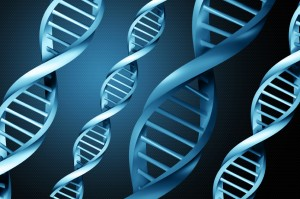 Gene Tests Determine Risk For Celiac Disease