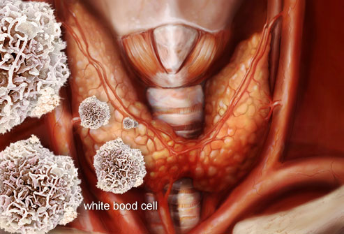 Healthy Thyroid Function, Part 5