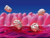 What Is A Leaky Gut?
