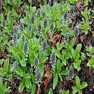 picrorhiza kurrooa