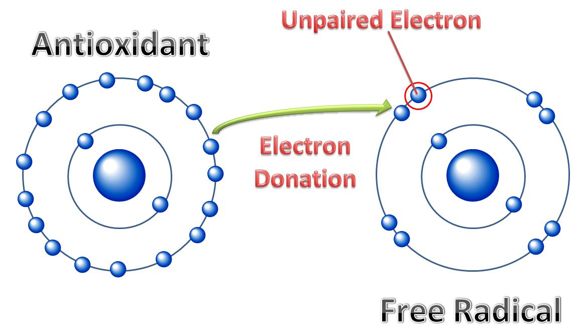 Antioxidants: Our Defense Against Free Radicals