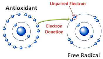 free radicals and antioxidants