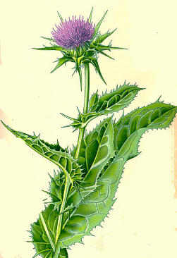 silybum marianum eng2