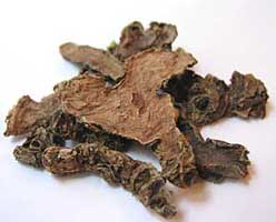 rhodiola rosea
