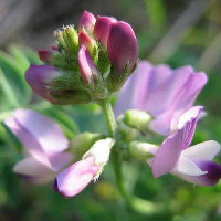Astragalus Root Health Benefits