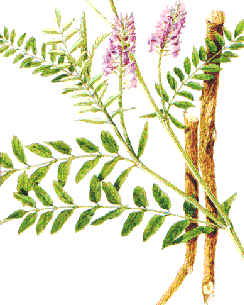 Astragalus Root Health Benefits