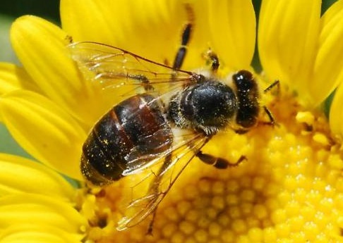 bee propolis