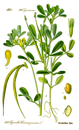 herb