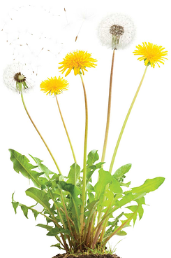 dandelion_plant