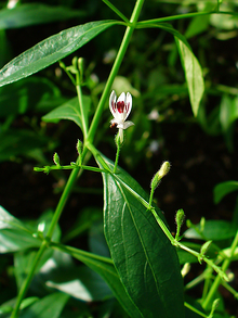 andrographis_paniculata