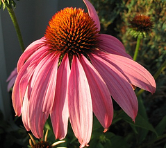 echinacea_purpurea