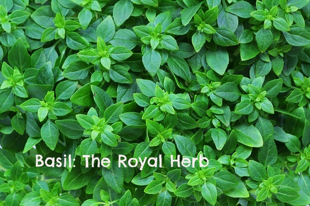 Health Benefits of Basil