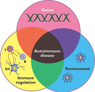 What Are The Autoimmune Diseases?