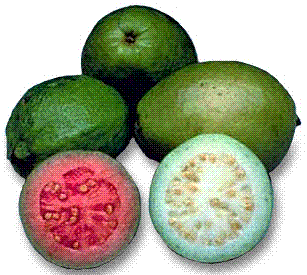 health benefits guava