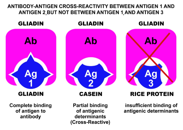 gluten cross reactivity