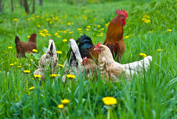 pastured chickens