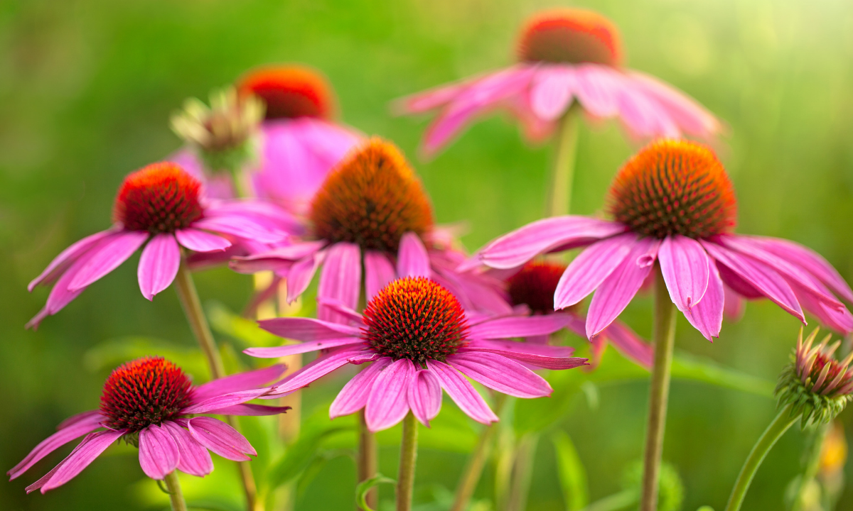 ECHINACEA BLOG HEADER 1