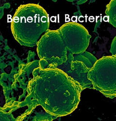 healthy-bacteria-blog