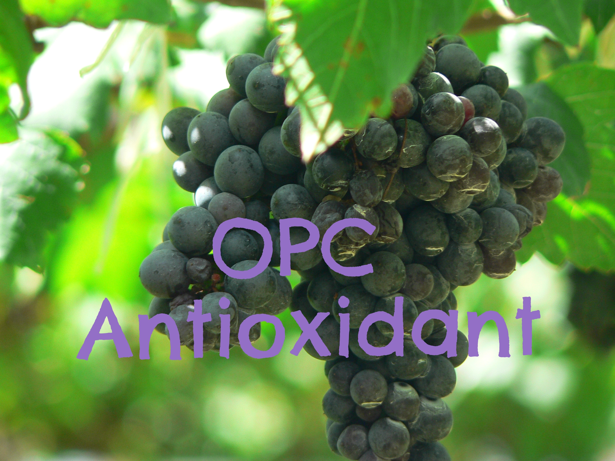 Health Benefits of Grapeseed Extract